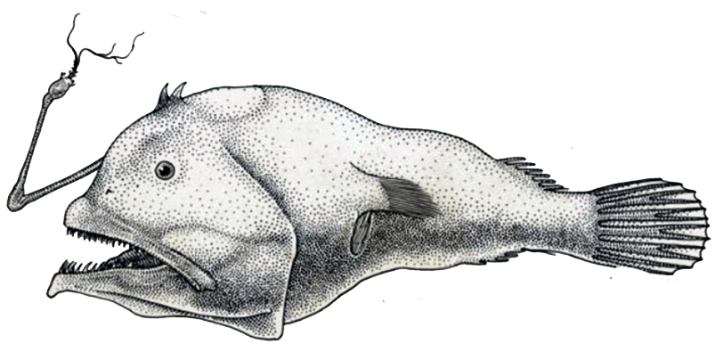 Oneirodes macronema_00001.jpg